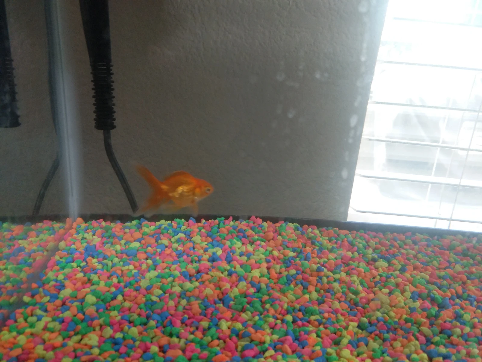 Fish Tank Feng Shui: Where an Aquarium Belongs in a Home